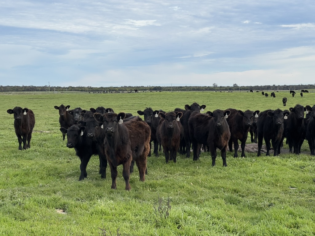 Cattle grazing on productive pasture at Emerald Springs