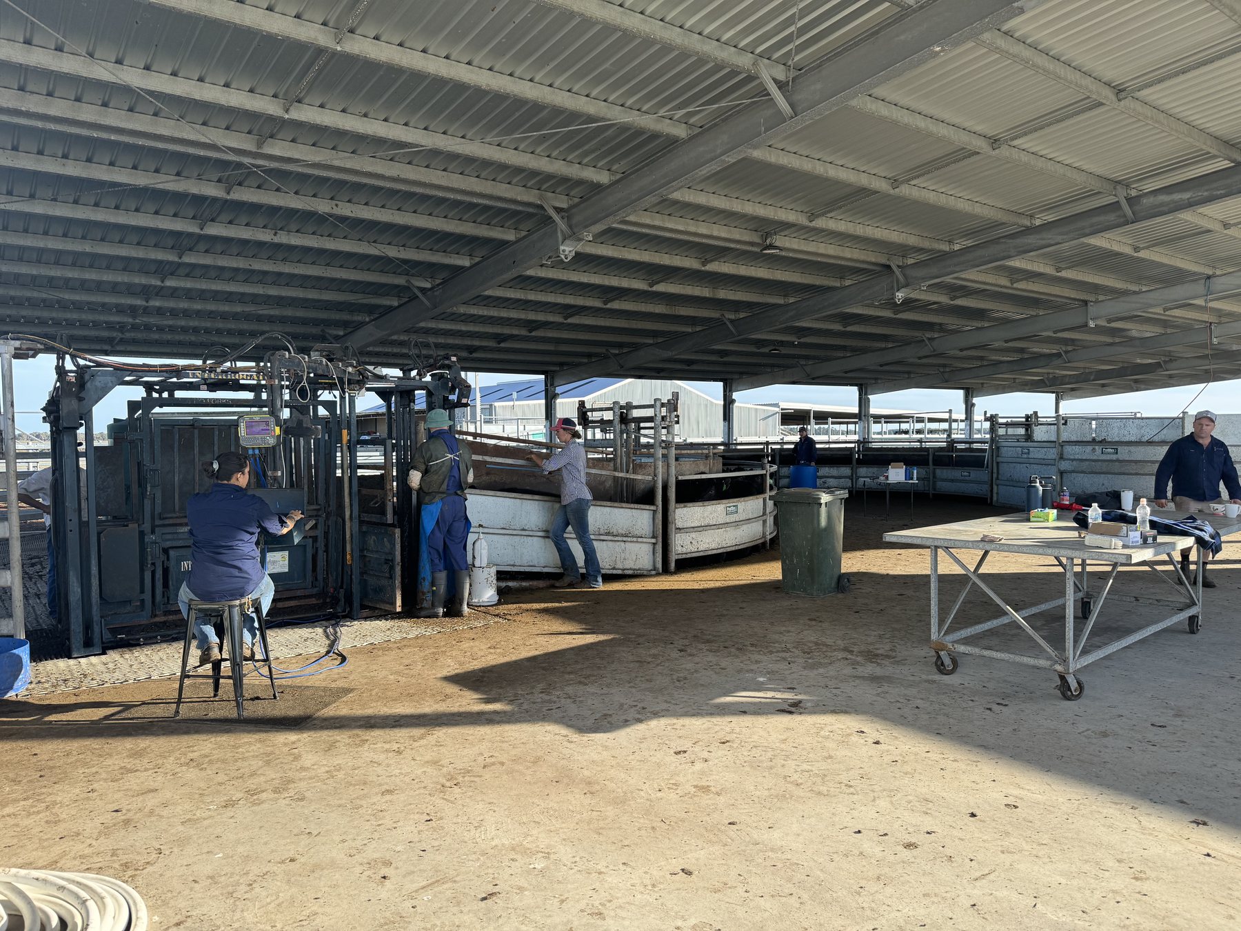 Livestock team working in the covered cattle handling centre
