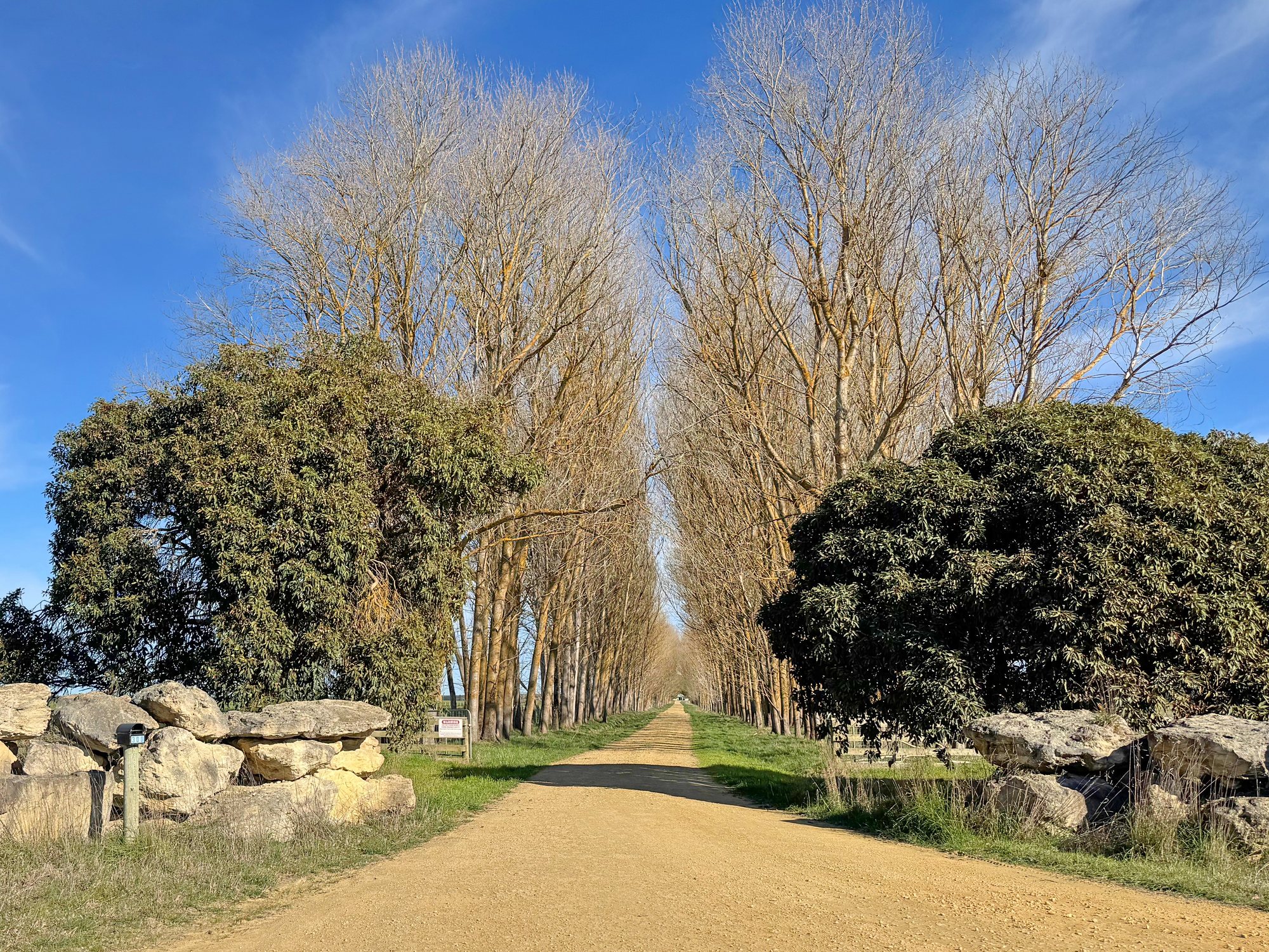 Tree-lined entrance to Emerald Springs in Mumbannar, Victoria