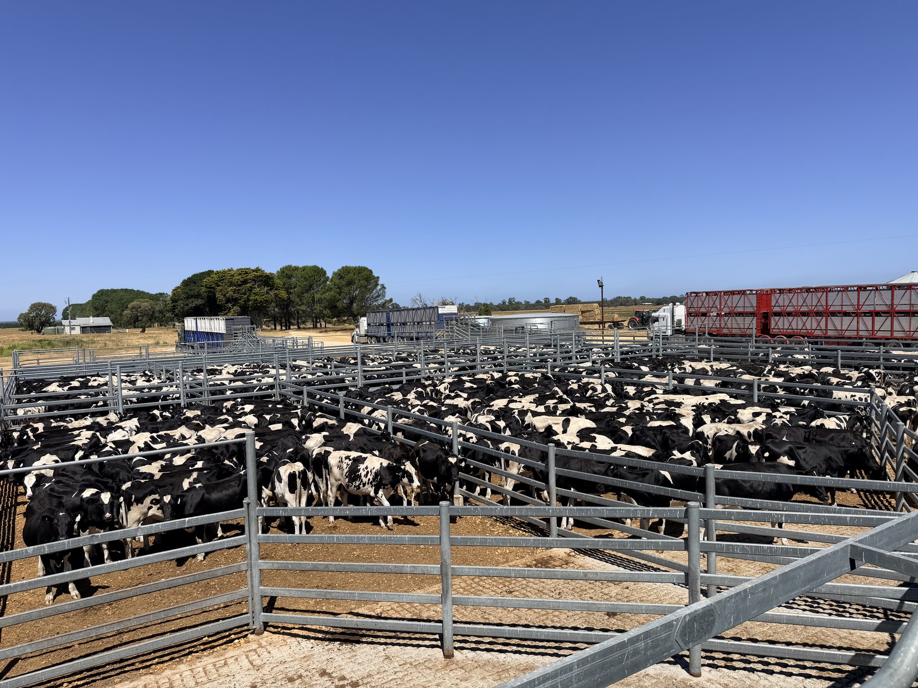 Export cattle held in the Emerald Springs quarantine yards